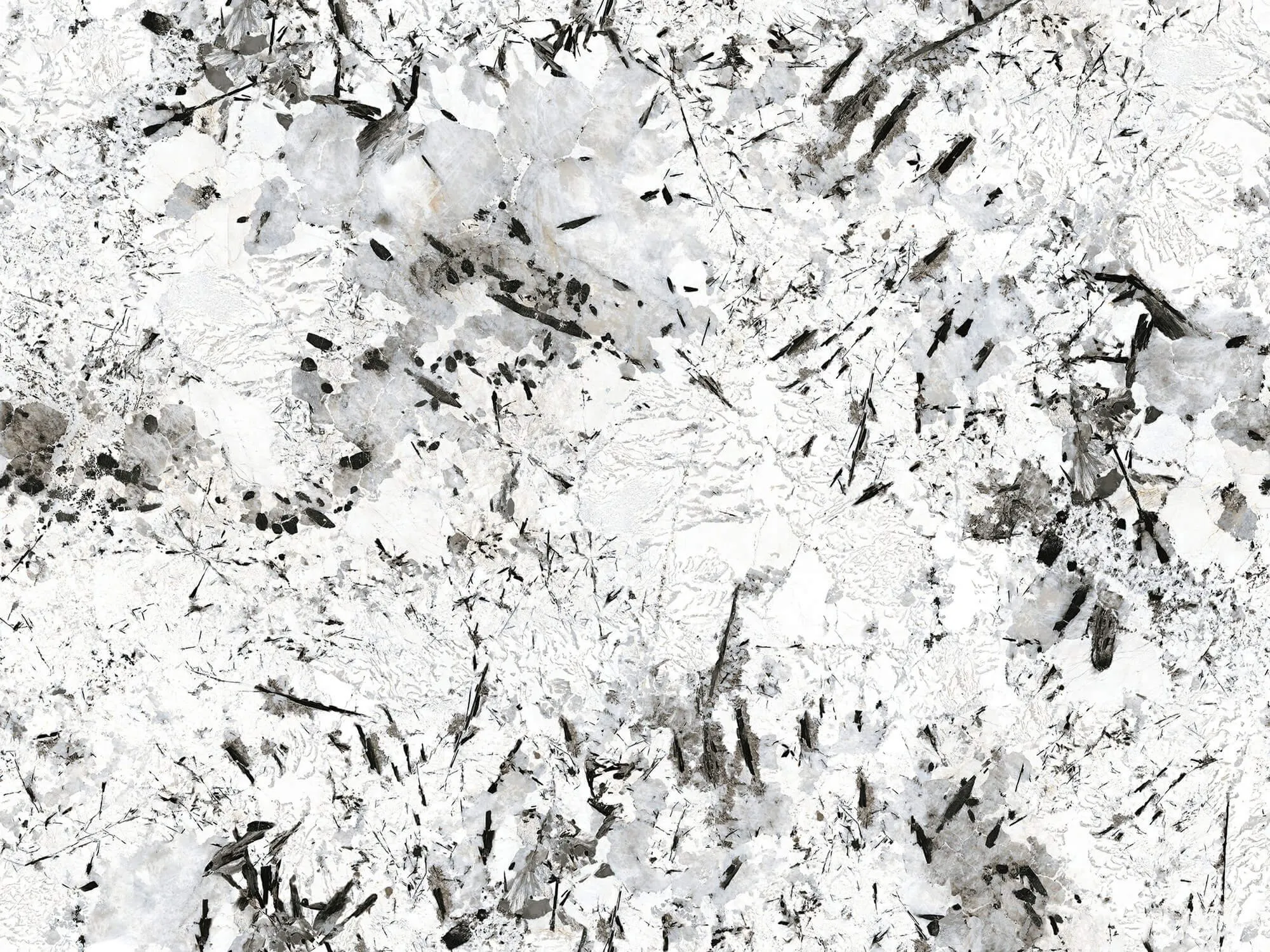 Snow Fox